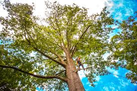 How Our Tree Care Process Works  in  Mount Pleasant, NC