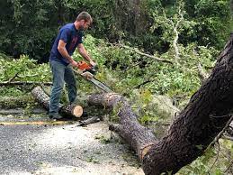 Tree and Shrub Care in Mount Pleasant, NC